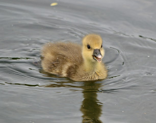 Greylag Goose Chick