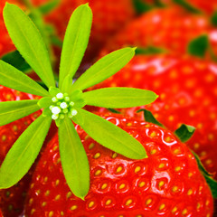 Erdbeeren und Waldmeister