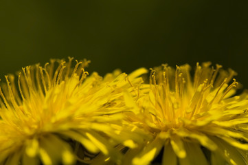 Taraxacum officinale