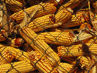 Fototapeta na wymiar corn