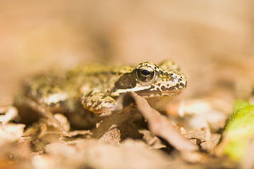 Frog - Rana