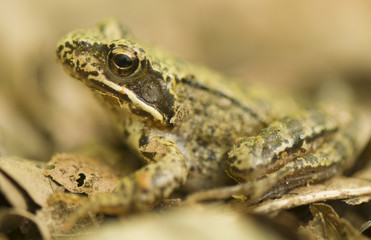 Frog - Rana