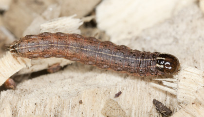 Moth larva on wood, macro photo