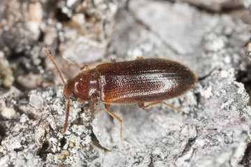 Wood living beetle on wood, extreme close up