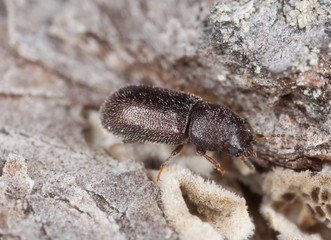 Wood living beetle on wood, extreme close up
