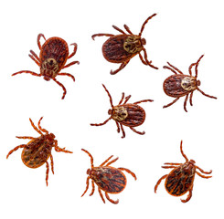 Tick
