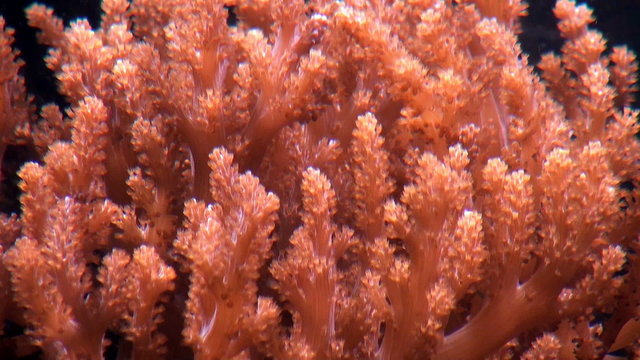 algae under water