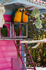 Perroquets sous leur maison, jardin botanique, Guadeloupe