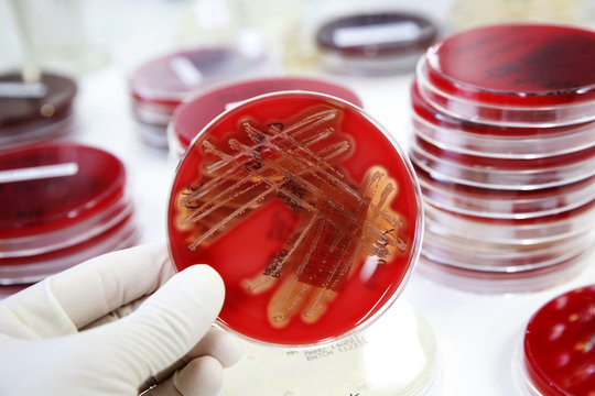 Microbiology
