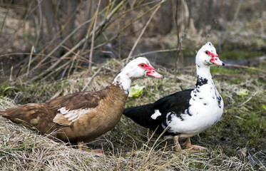 Two musky ducklings