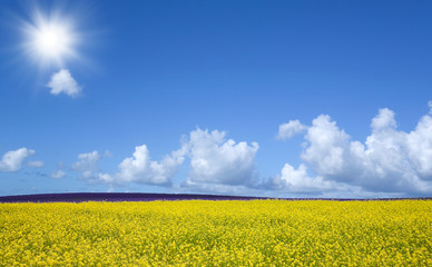 Flower field and blue sky with sun