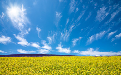 Obraz premium Flower field and blue sky with sun