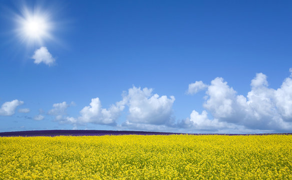 Flower field and blue sky with sun