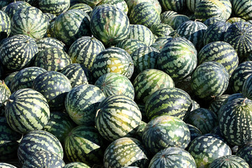 Fototapeta na wymiar Water-melons
