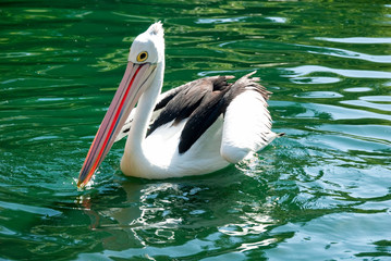 Pelican