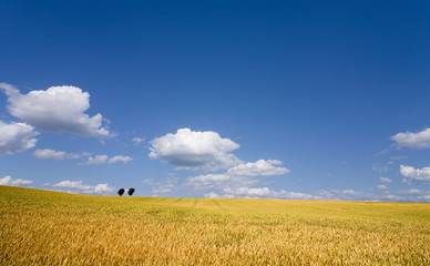 Fototapeta premium Golden wheat field with blue sky in background