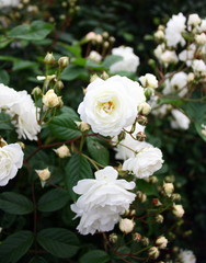 Obraz na płótnie Canvas Rosier blanc z ogrodu