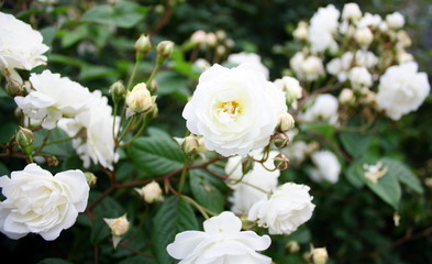 Fototapeta na wymiar Blanc de Rosier ogród