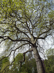 Fototapeta na wymiar TREE in a public garden