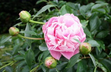 Papier peint photo Pivoines pivoine rose et boutons  © Patryssia