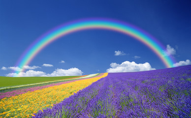 Flower field and blue sky with clouds.