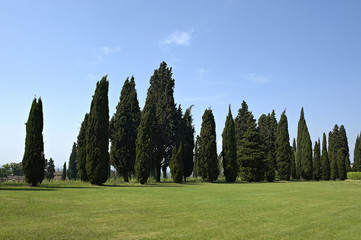 cipressi