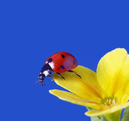 ladybug on yellow flower