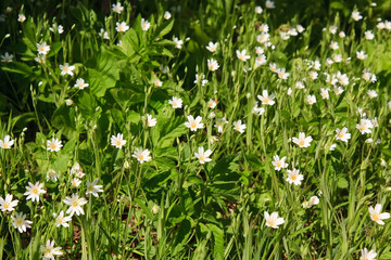 Fototapeta premium meadow flowers