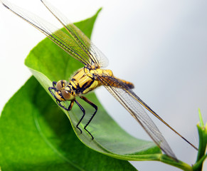 libellule jaune