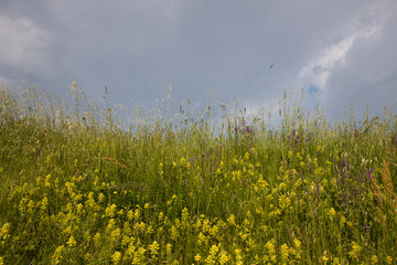 prato fiorito