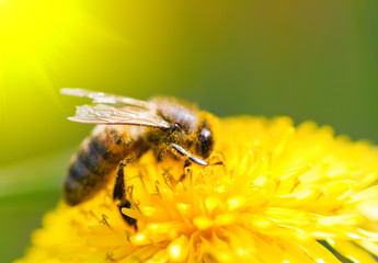 Bee on dandelion