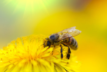 Bee on dandelion - 32144607