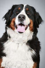 Bernese mountain dog. Close-up portrait