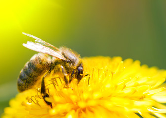 Bee on dandelion - 32144656