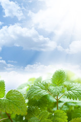 Fresh green leaves and beautiful blue sky
