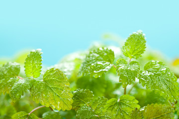 Green leaves on blue background