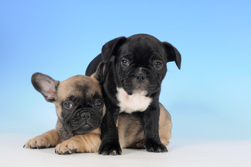 Obraz premium BOULEDOGUE FRANCESE