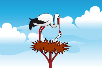 Storks in the nest