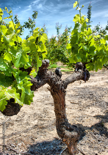 Pied De Vigne Prix