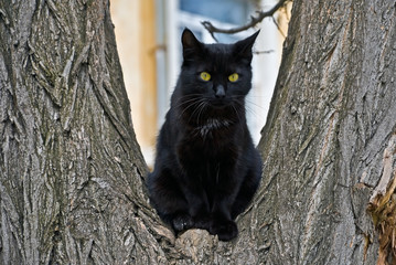 black cat on a tree