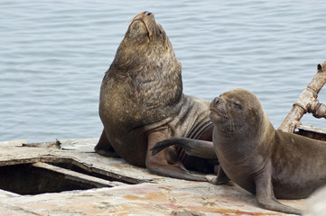 Naklejka premium Pareja de lobos marino (Otaria flavescens)