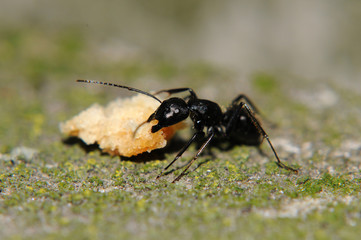 formica in cerca di cibo