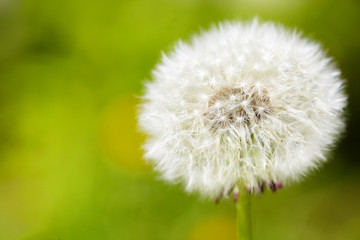 Obraz premium Dandelion close up