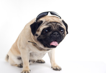 pug in sunglasses