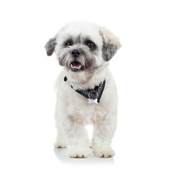 cute little bichon havanese puppy