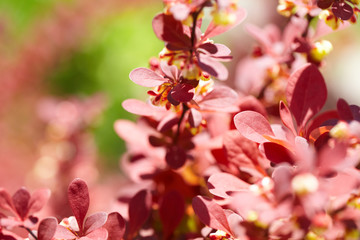 Fototapeta na wymiar Flowers spring detail on pink floreal background