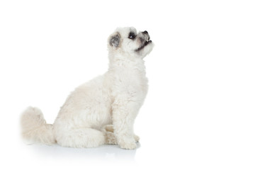 curious bichon havanese puppy