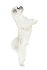 puppy standing on its hind legs