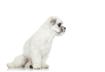 bichon havanese puppy looking away