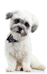 curious small bichon havanese puppy